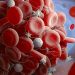 Covid Blood Clot Vaccine Pfizer