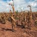 Food Shortages