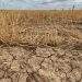 Kansas Wheat Failture