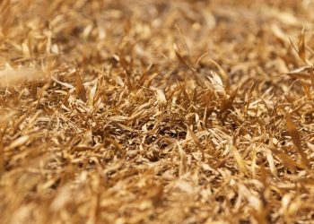 First it was cattle dropping dead and now wheat crops in Kansas are failing on a massive scale