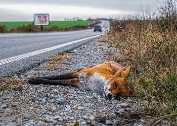 Avian flu now posing elevated danger to other mammals