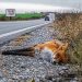 Avian flu now posing elevated danger to other mammals