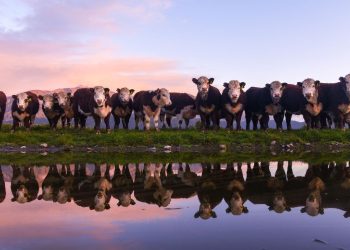 Cattle (1)