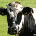 Cattle