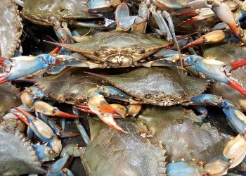 Crabs