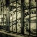 Cultural Rot