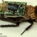 DARPA Bug Surveillance