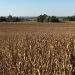 Fertilizer Shortage