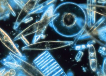 Plankton