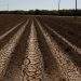 California Farms