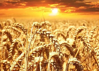 Crops