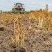 Killing Crops