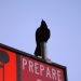 Prepare