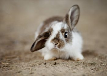 Rabbit Disease