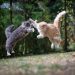 Moderna and Pfizer: Cat Fight!
