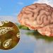 Brain eating amoeba appears to be spreading North across the U.S.