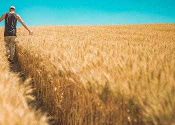 Crops (1)