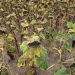 Dying Crops