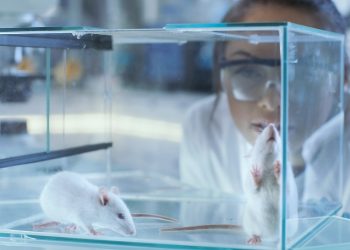 Mice DNA