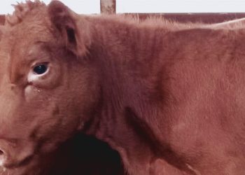 Red Heifers