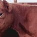 Red Heifers