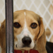 Here’s how we break the puppies out of government labs