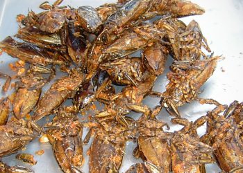 Turns Out the Bugs Scientists Urge You To Eat Might Be Loaded With Parasites