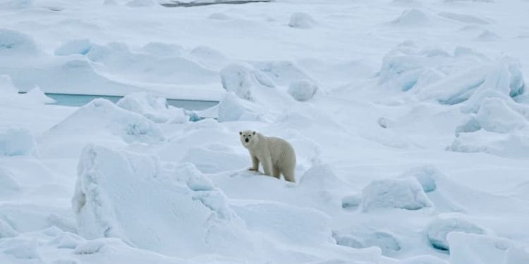 The polar bears are thriving (despite what David Attenborough says!)