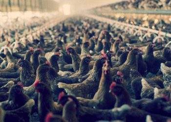 Bird Flu