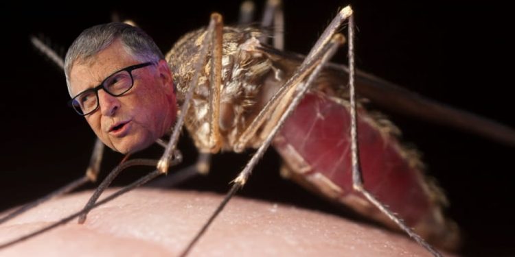 Bill Gates And NIH Use GMO Mosquitoes To “Vaccinate” Humans In Malaria ...