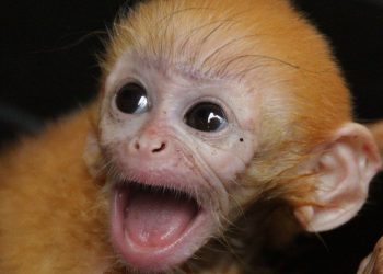 Lab Monkey
