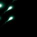 Sperm