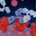 Spike Protein Vaccine