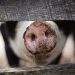 Animal Farm