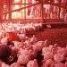 Bird Flu