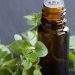 Oregano Oil