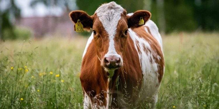 Mysterious Cattle Killings