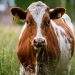 Mysterious Cattle Killings