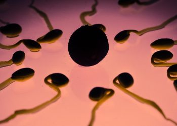 Sperm