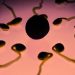 Sperm