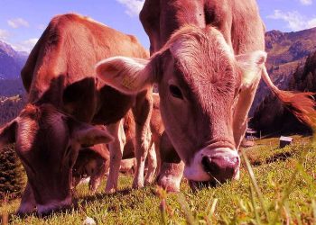 Cattle mRNA