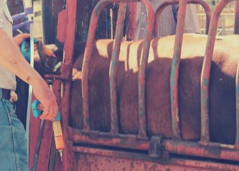 Cattle mRNA Vaccines