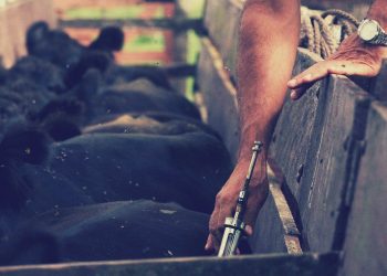 Cow mRNA Vaccines (1)