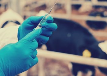 Cow mRNA Vaccines