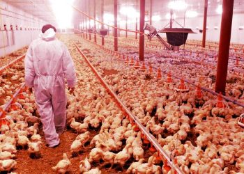 Tyson Foods