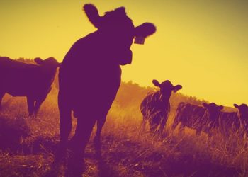 mRNA Cattle