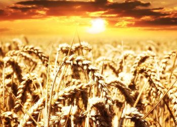 Wheat