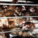Chickens