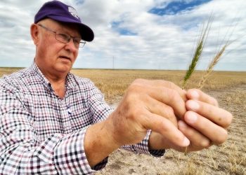 Kansas Wheat