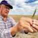Kansas Wheat